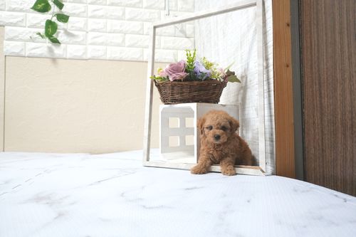 滋賀県のトイプードル(タイニー) (いっぷく湖南店/2025年11月10日生まれ/女の子/レッドフォーン)の子犬の3枚目の画像