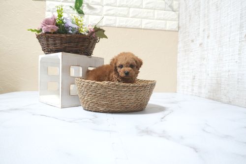 滋賀県のトイプードル(タイニー) (いっぷく湖南店/2025年11月10日生まれ/女の子/レッドフォーン)の子犬の4枚目の画像