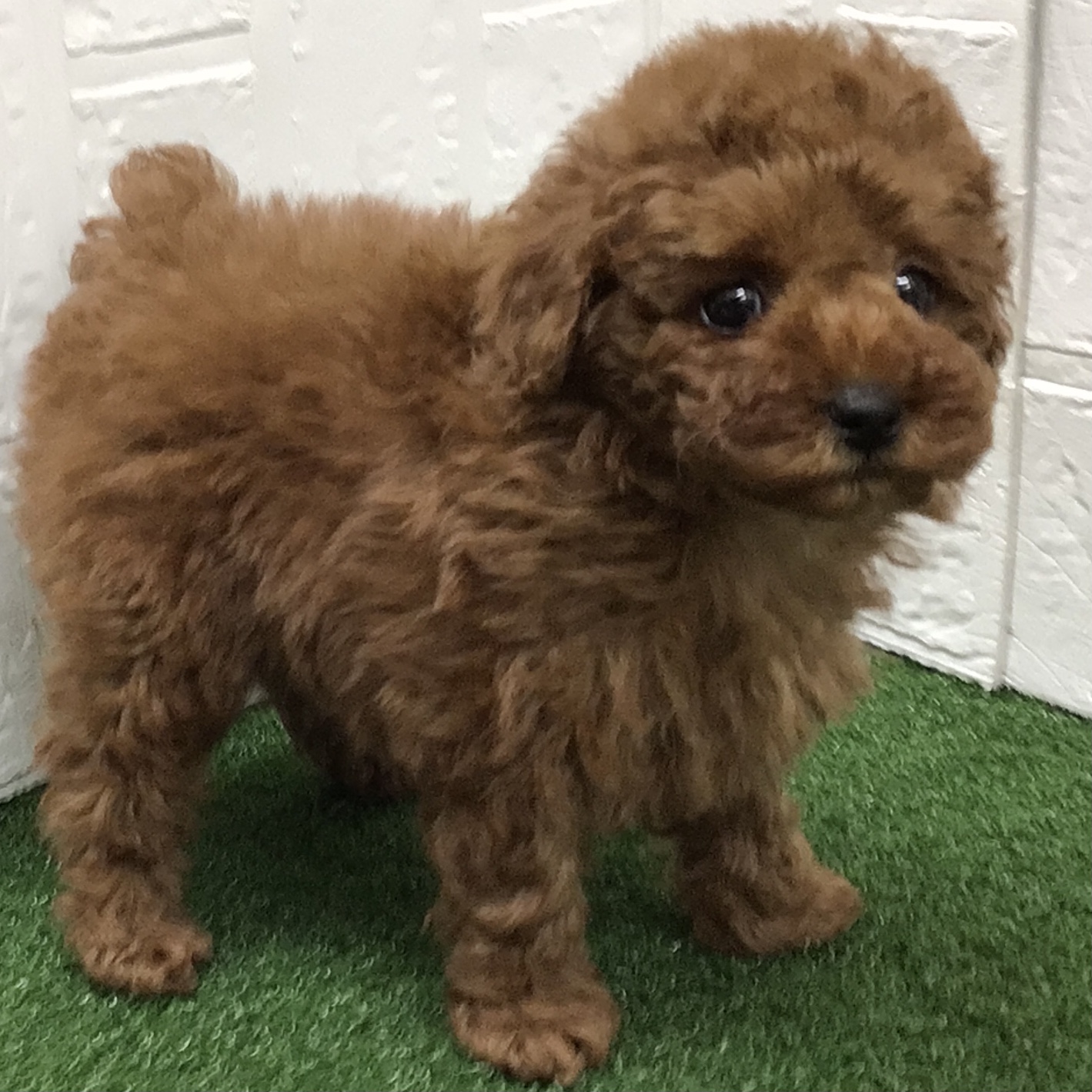 熊本県のトイプードル(トイ) (ニコペットセレクト ドッグズホーム八代店/2025年10月14日生まれ/男の子/レッド)の子犬