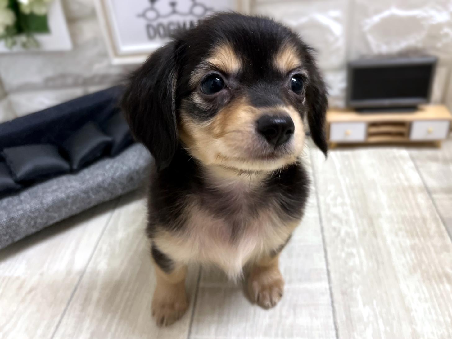 和歌山県のチワックス(チワワ×ダックス) (DOGMAN和歌山店/2025年12月22日生まれ/女の子/ブラックイエロー)の子犬の2枚目の画像