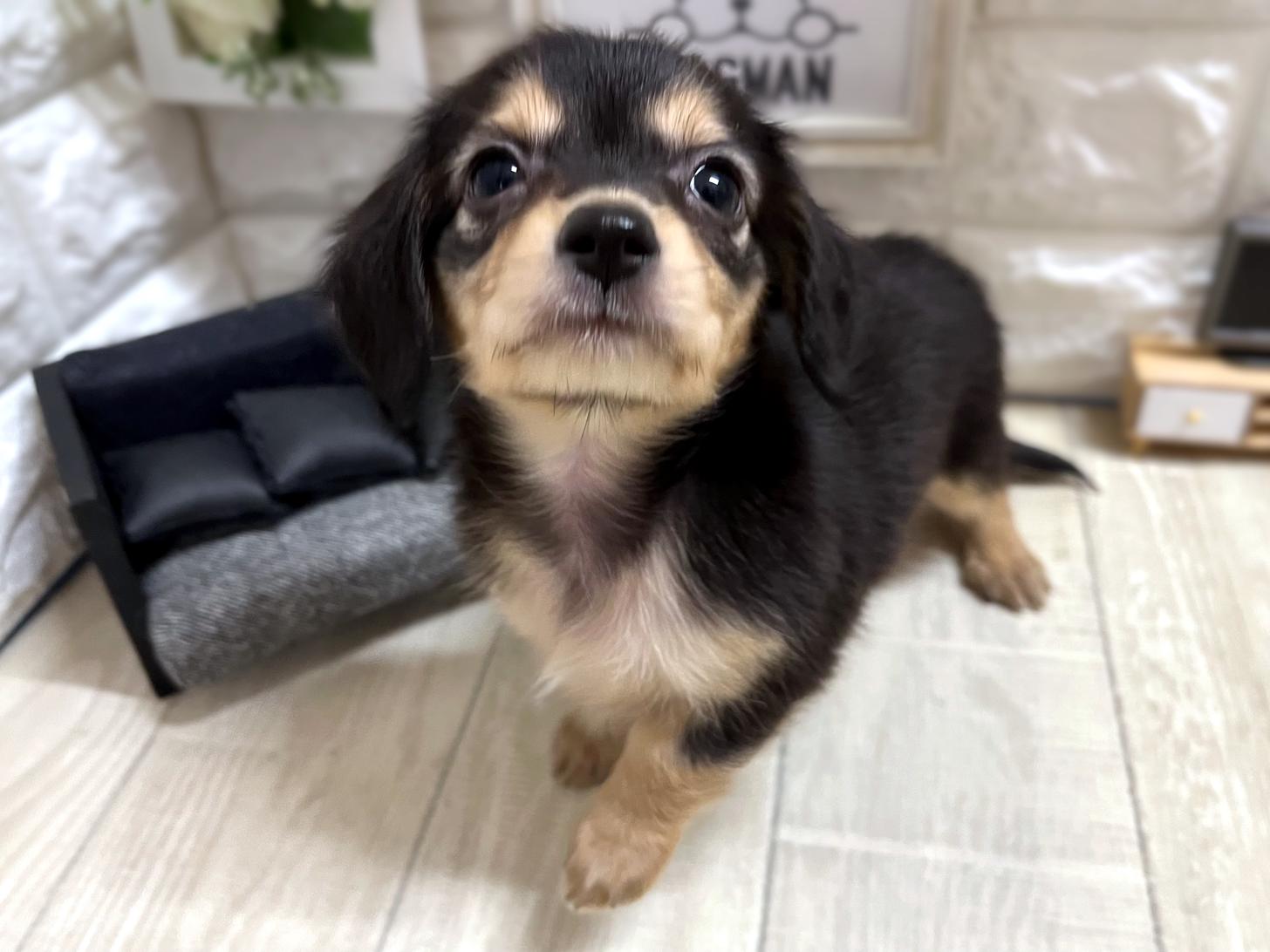 和歌山県のチワックス(チワワ×ダックス) (DOGMAN和歌山店/2025年12月22日生まれ/女の子/ブラックイエロー)の子犬の3枚目の画像