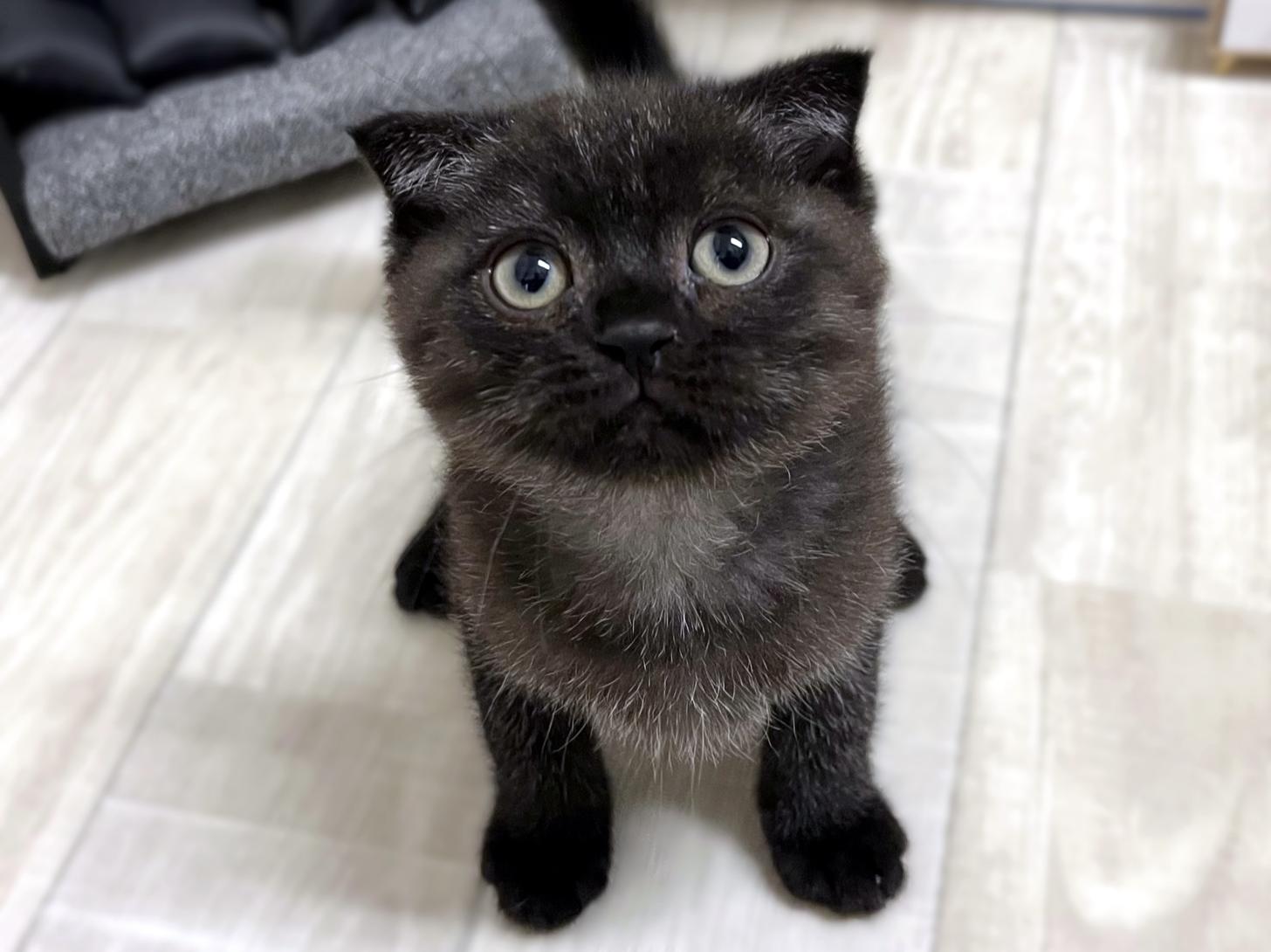 大阪府のスコティッシュフォールド (DOGMAN平野瓜破店/2026年2月13日生まれ/男の子/ブラックスモークタビー)の子猫の1枚目の画像