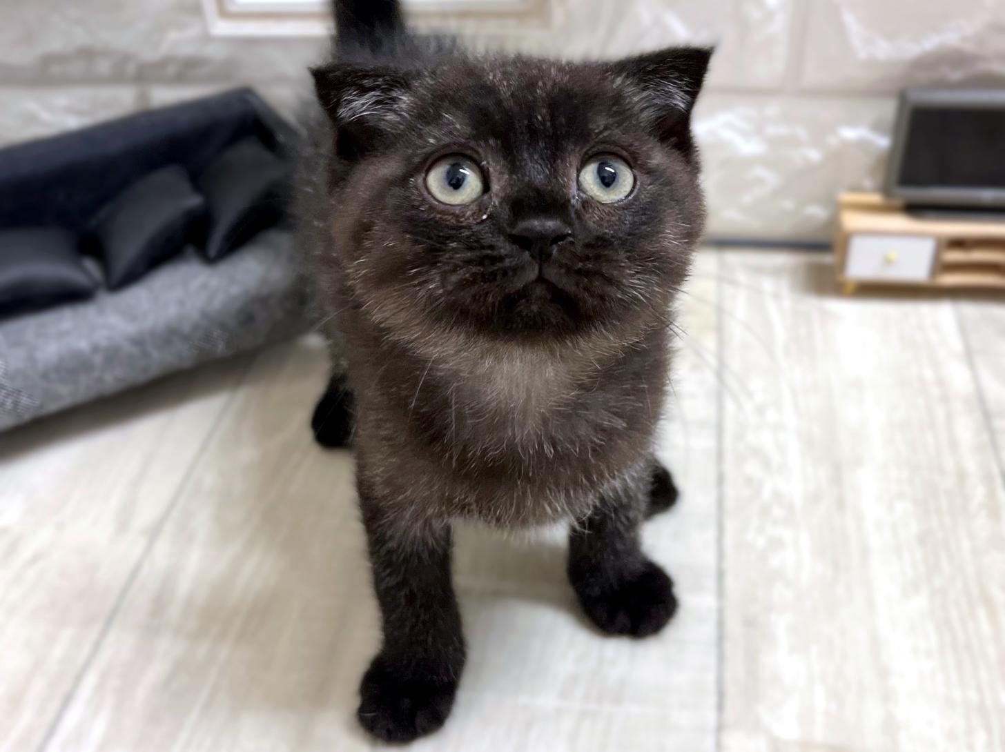 大阪府のスコティッシュフォールド (DOGMAN平野瓜破店/2026年2月13日生まれ/男の子/ブラックスモークタビー)の子猫の2枚目の画像