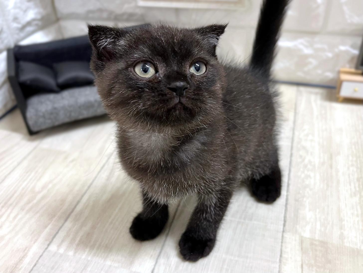 大阪府のスコティッシュフォールド (DOGMAN平野瓜破店/2026年2月13日生まれ/男の子/ブラックスモークタビー)の子猫の3枚目の画像