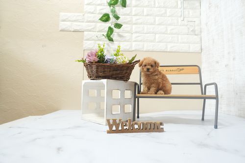 滋賀県のトイプードル(ティーカップ) (いっぷく湖南店/2025年12月16日生まれ/男の子/オレンジフォーン)の子犬の1枚目の画像