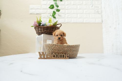 滋賀県のトイプードル(ティーカップ) (いっぷく湖南店/2025年12月16日生まれ/男の子/オレンジフォーン)の子犬の2枚目の画像