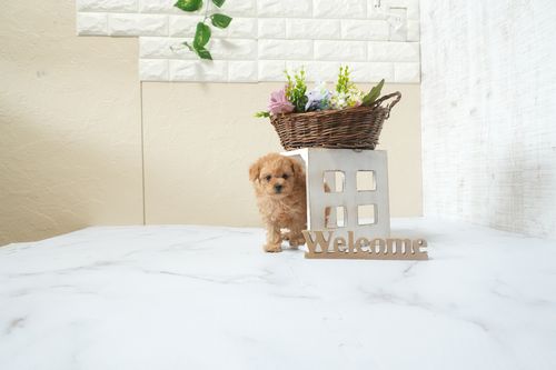 滋賀県のトイプードル(ティーカップ) (いっぷく湖南店/2025年12月16日生まれ/男の子/オレンジフォーン)の子犬の3枚目の画像