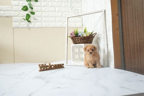 滋賀県のトイプードル(ティーカップ) (いっぷく湖南店/2025年12月16日生まれ/男の子/オレンジフォーン)の子犬の4枚目の画像