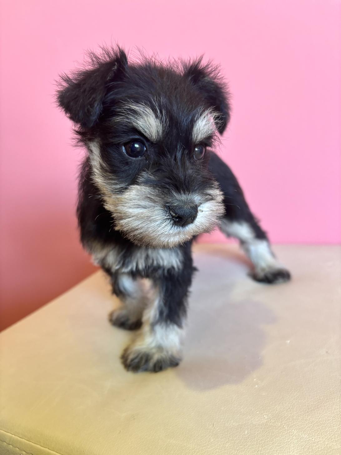 埼玉県のミニチュアシュナウザー (ペッツスマイル南中野店/2025年12月2日生まれ/女の子/ソルトペッパー)の子犬の2枚目の画像