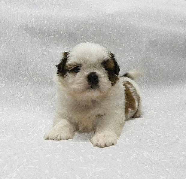 群馬県のシーズー (ペットハウステレサ/2025年12月14日生まれ/男の子/ホワイトゴールド)の子犬の1枚目の画像