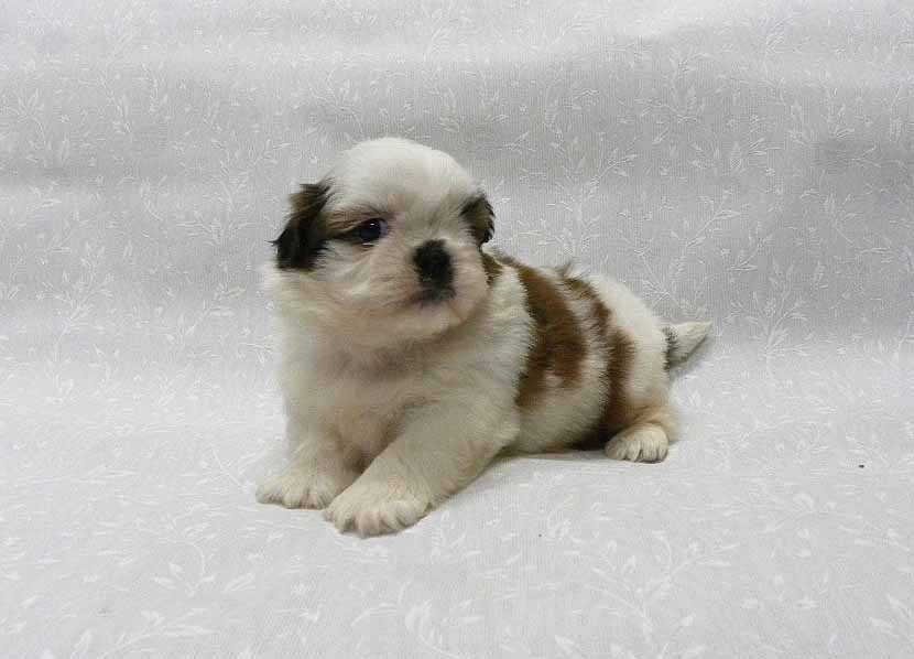 群馬県のシーズー (ペットハウステレサ/2025年12月14日生まれ/男の子/ホワイトゴールド)の子犬の2枚目の画像