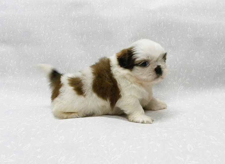 群馬県のシーズー (ペットハウステレサ/2025年12月14日生まれ/男の子/ホワイトゴールド)の子犬の3枚目の画像