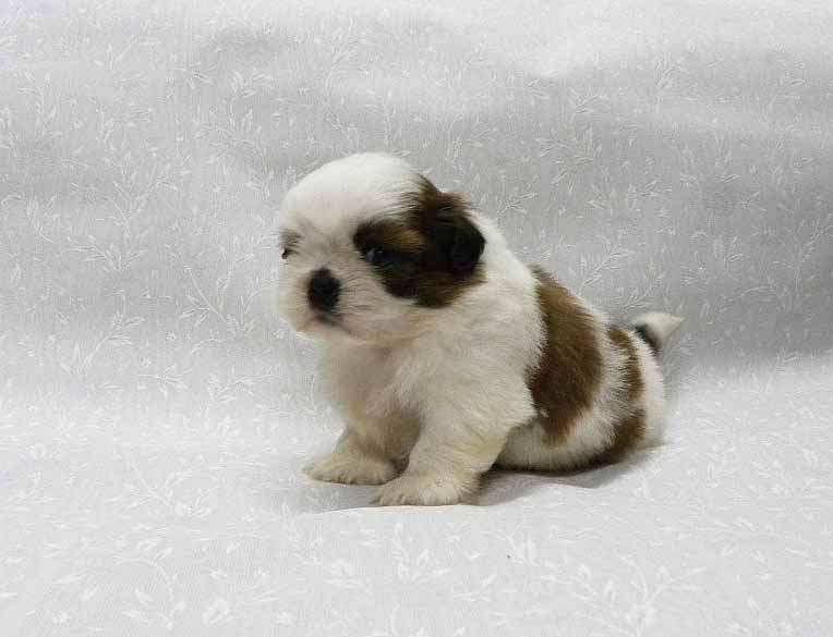 群馬県のシーズー (ペットハウステレサ/2025年12月14日生まれ/男の子/ホワイトゴールド)の子犬の4枚目の画像