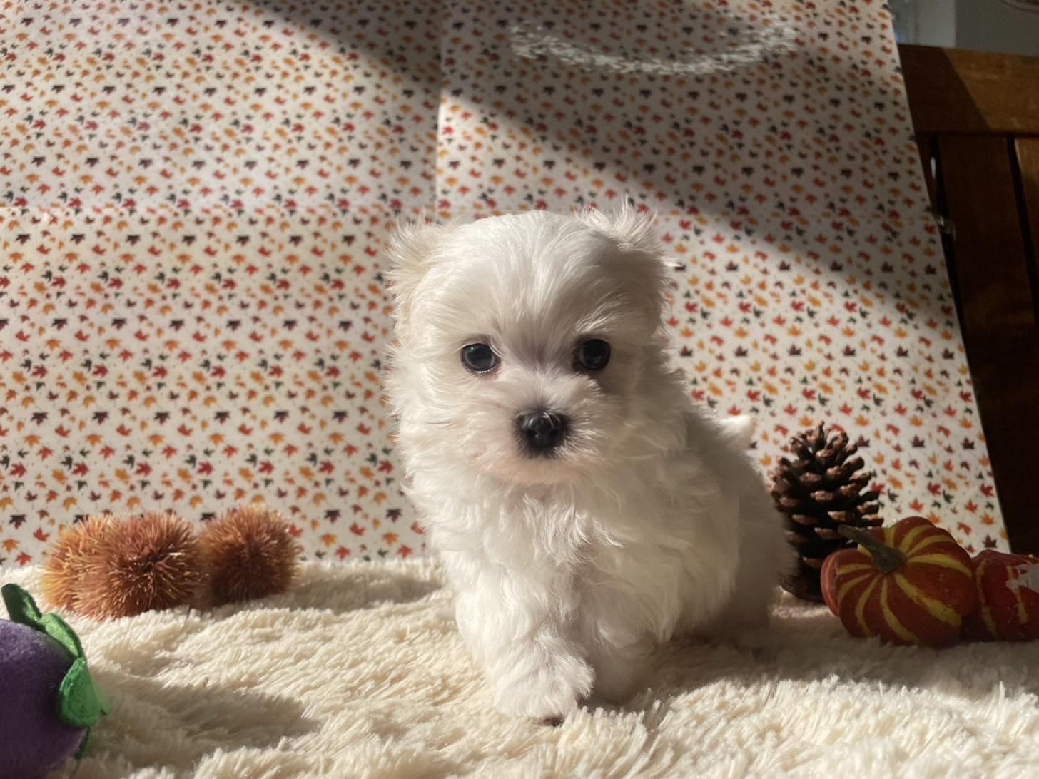 佐賀県のマルチーズ (スタードッグス新鳥栖店/2025年9月6日生まれ/男の子/ホワイト)の子犬の1枚目の画像