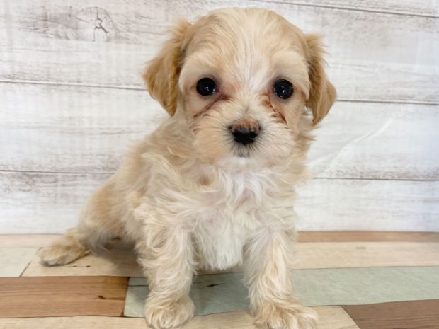 新潟県のマルプー(マルチーズ×プードル) (竹内ペット 新津本店/2026年1月18日生まれ/女の子/クリーム)の子犬の1枚目の画像