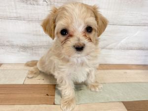 新潟県のマルプー(マルチーズ×プードル) (竹内ペット 新津本店/2026年1月18日生まれ/女の子/クリーム)の子犬の2枚目の画像