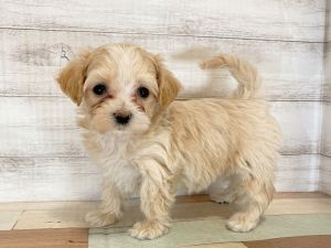 新潟県のマルプー(マルチーズ×プードル) (竹内ペット 新津本店/2026年1月18日生まれ/女の子/クリーム)の子犬の4枚目の画像