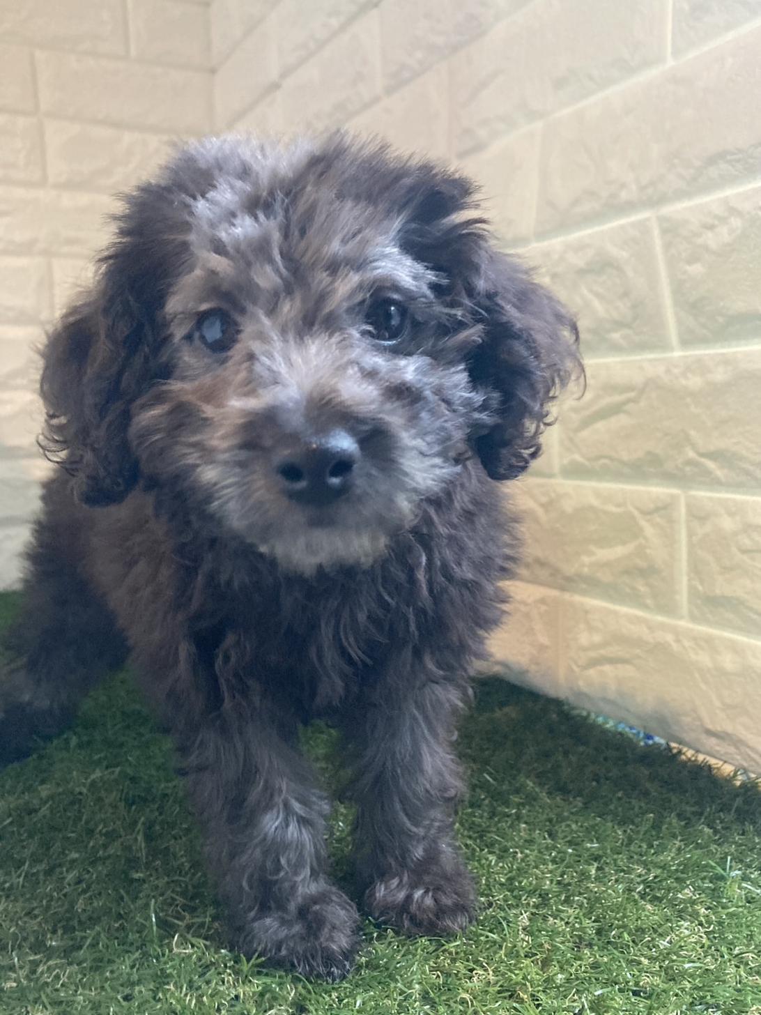 東京都のトイプードル(タイニー) (ペットショップcoco東京港区店/2025年7月28日生まれ/男の子/シルバー)の子犬