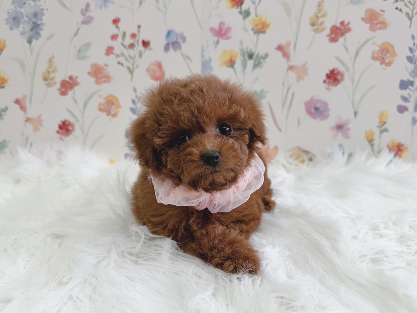 大阪府のトイプードル(タイニー) (ぱぴぷぺっと大阪店/2025年12月3日生まれ/女の子/レッド)の子犬の1枚目の画像