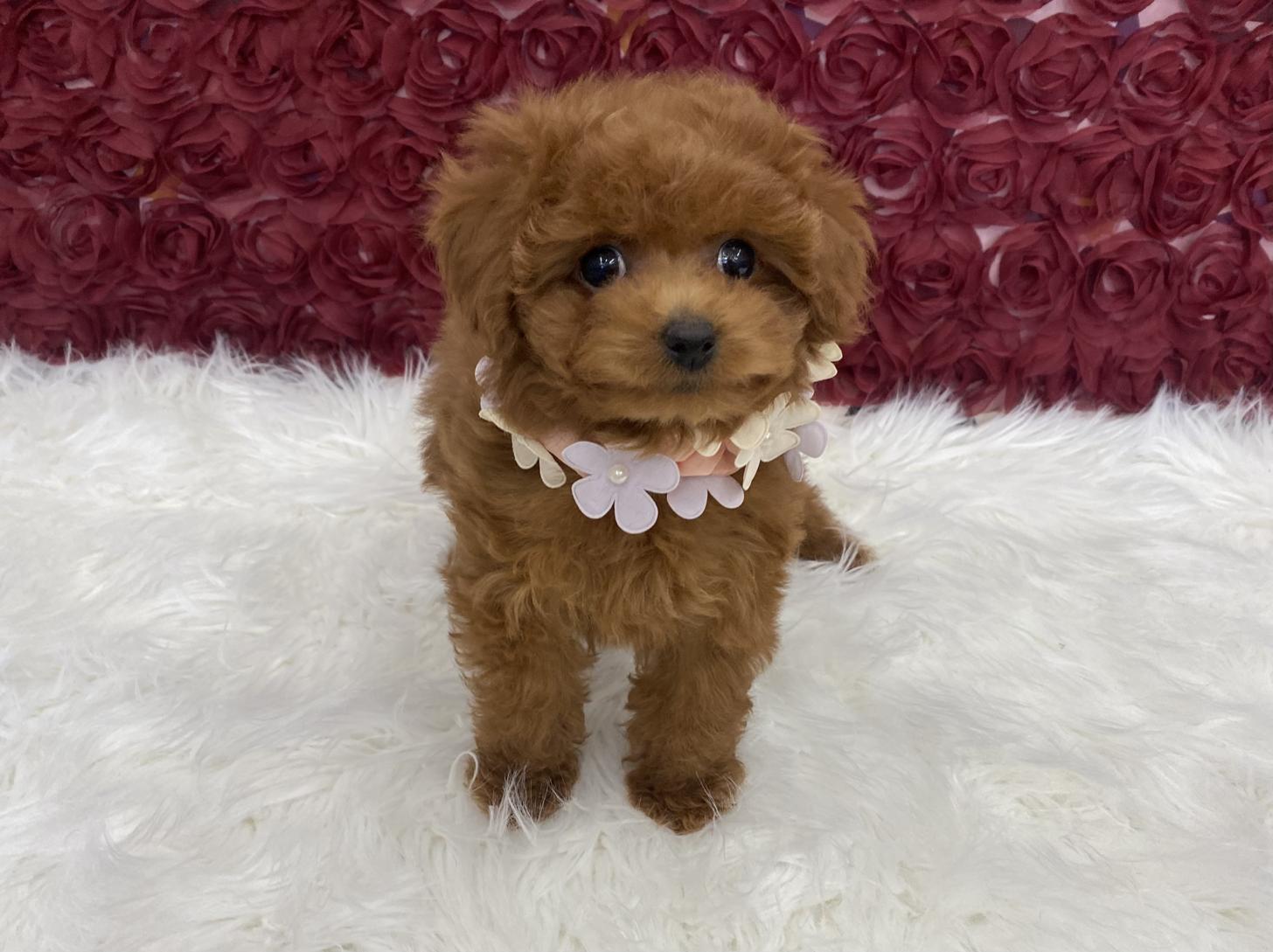 大阪府のトイプードル(タイニー) (ぱぴぷぺっと大阪店/2025年12月3日生まれ/女の子/レッド)の子犬