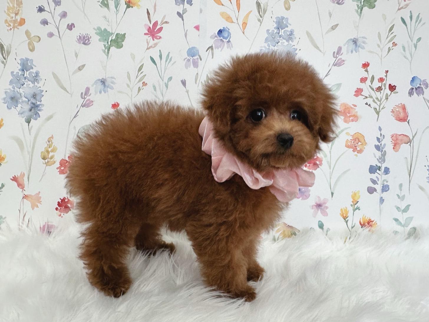 大阪府のトイプードル(タイニー) (ぱぴぷぺっと大阪店/2025年12月3日生まれ/女の子/レッド)の子犬の1枚目の画像