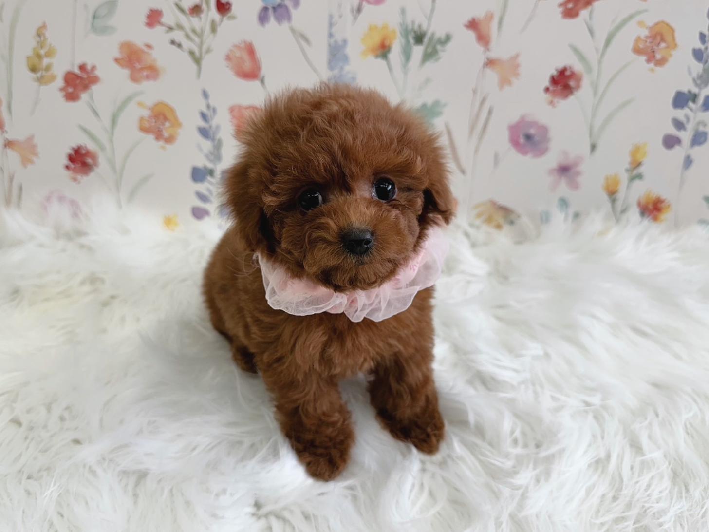 大阪府のトイプードル(タイニー) (ぱぴぷぺっと大阪店/2025年12月3日生まれ/女の子/レッド)の子犬の2枚目の画像