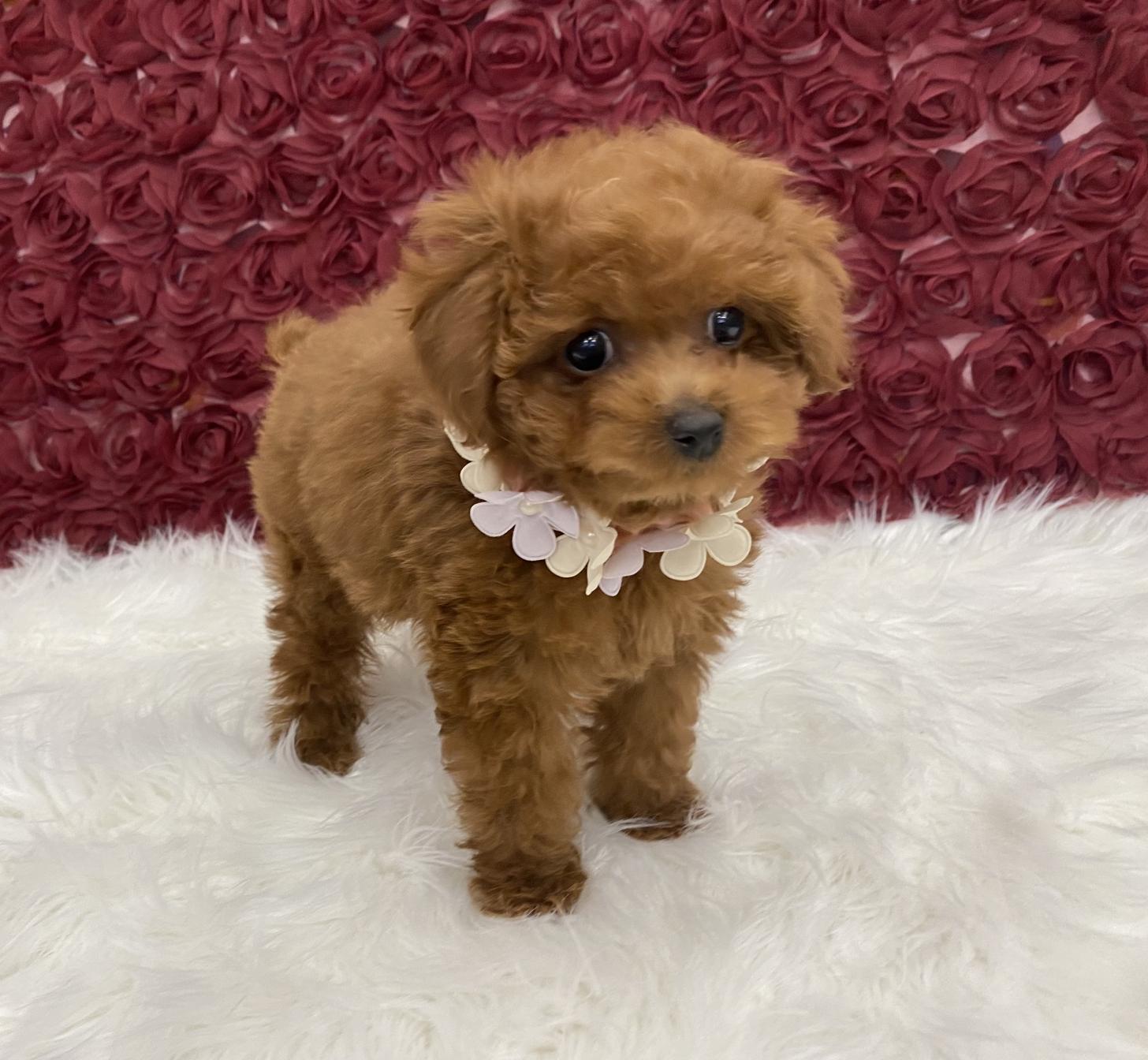 大阪府のトイプードル(タイニー) (ぱぴぷぺっと大阪店/2025年12月3日生まれ/女の子/レッド)の子犬の2枚目の画像