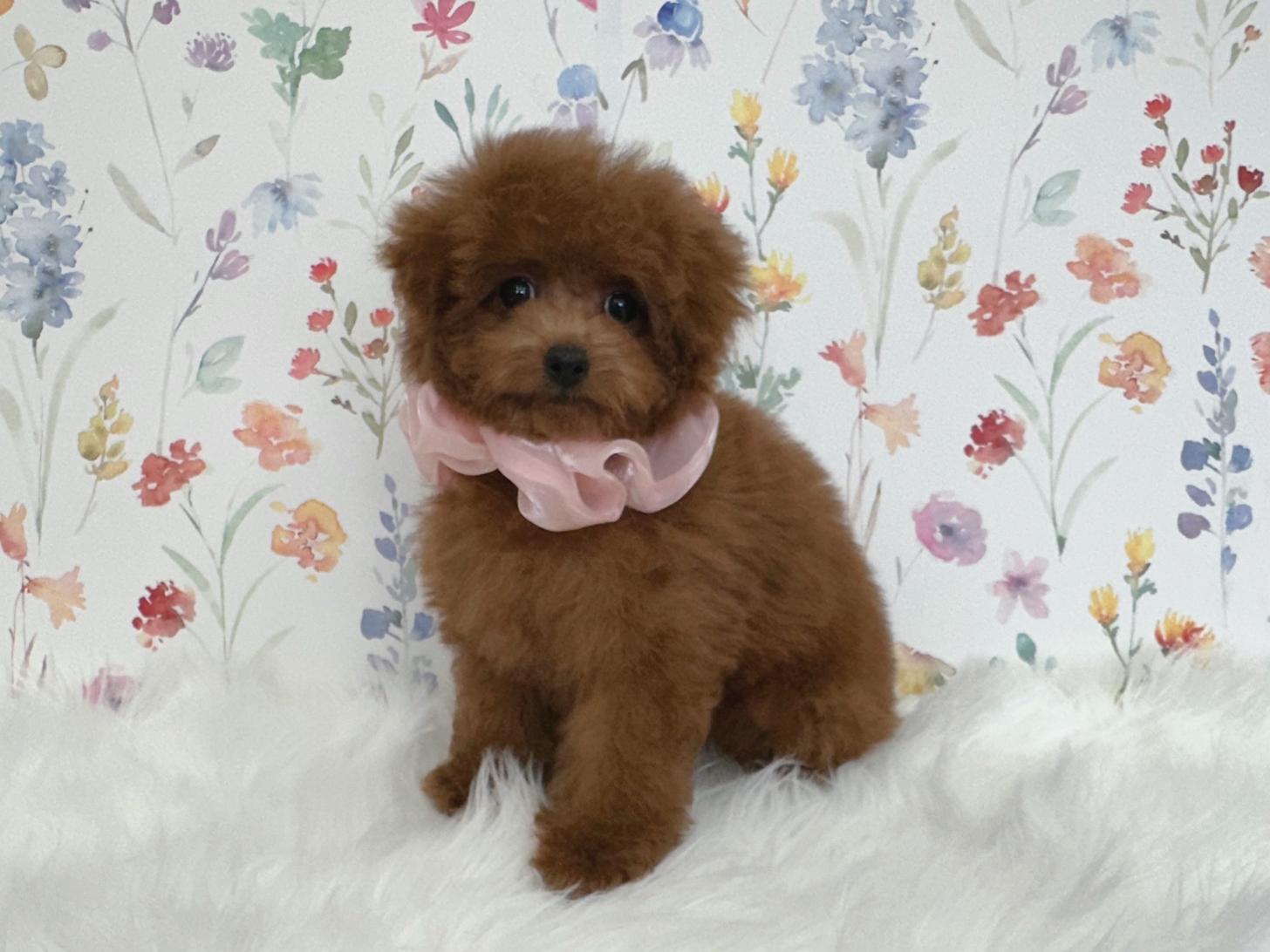 大阪府のトイプードル(タイニー) (ぱぴぷぺっと大阪店/2025年12月3日生まれ/女の子/レッド)の子犬の2枚目の画像