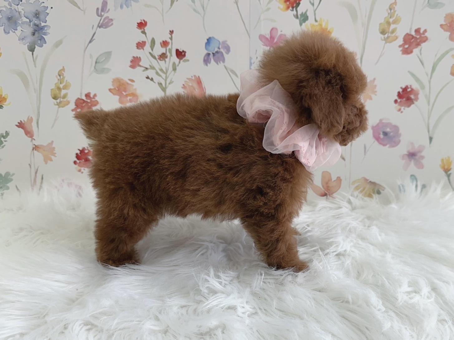 大阪府のトイプードル(タイニー) (ぱぴぷぺっと大阪店/2025年12月3日生まれ/女の子/レッド)の子犬の3枚目の画像