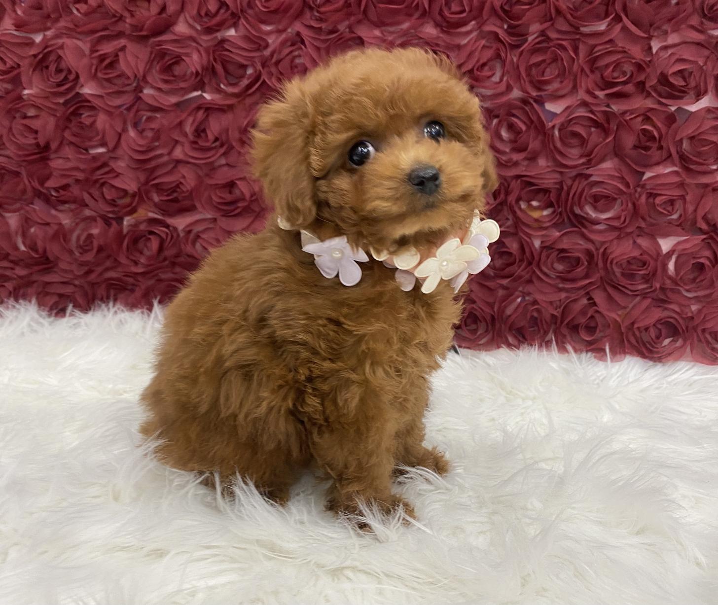 大阪府のトイプードル(タイニー) (ぱぴぷぺっと大阪店/2025年12月3日生まれ/女の子/レッド)の子犬の3枚目の画像