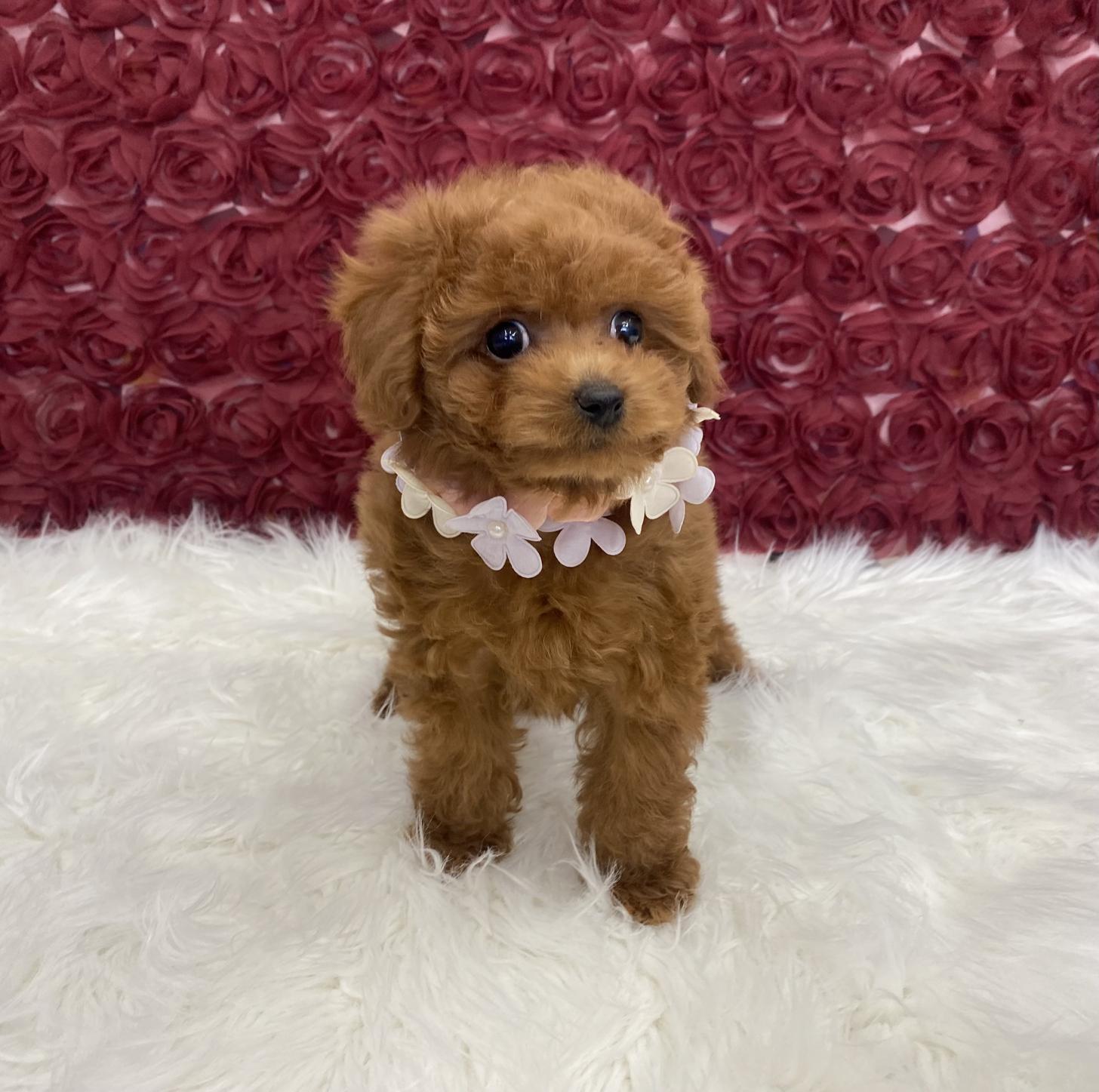 大阪府のトイプードル(タイニー) (ぱぴぷぺっと大阪店/2025年12月3日生まれ/女の子/レッド)の子犬の4枚目の画像