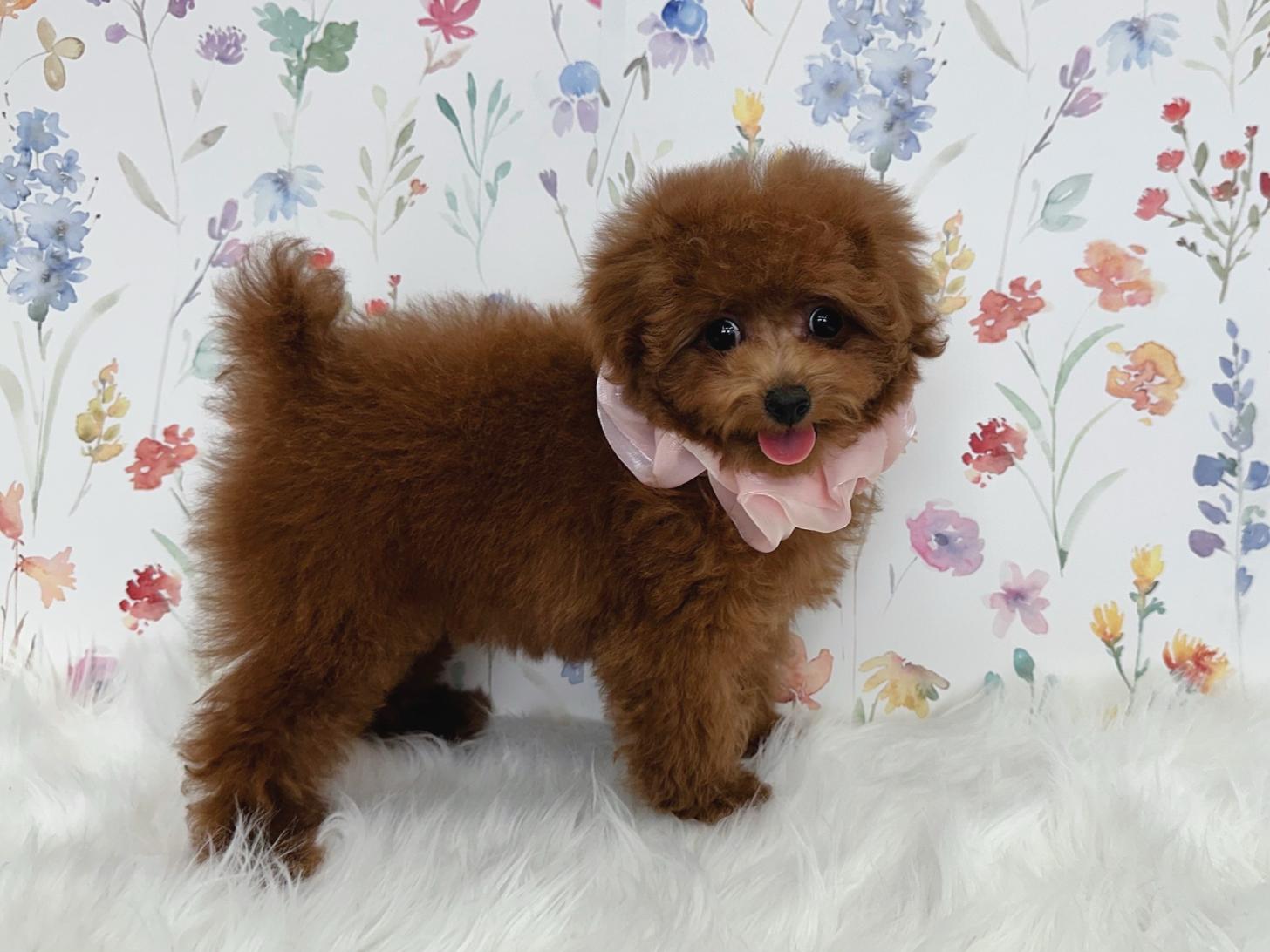 大阪府のトイプードル(タイニー) (ぱぴぷぺっと大阪店/2025年12月3日生まれ/女の子/レッド)の子犬の4枚目の画像