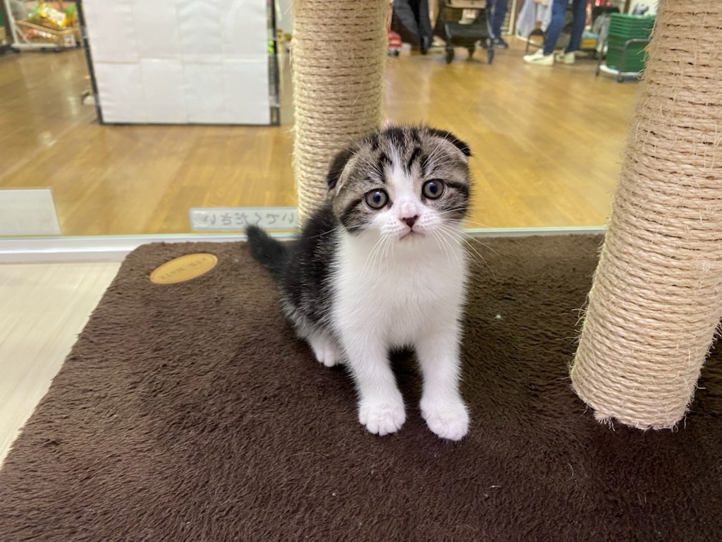 宮城県のスコティッシュフォールド (ズーズーカンパニー 八乙女店/2026年8月11日生まれ/女の子/ブラウンタビーホワイト)の子猫の2枚目の画像