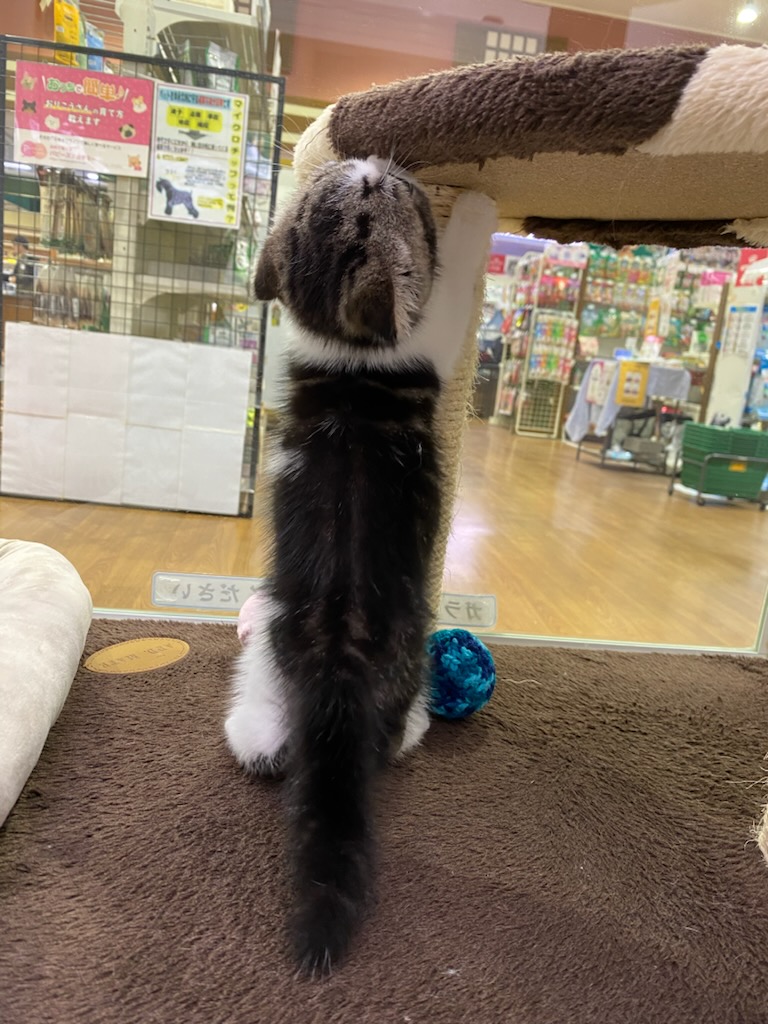 宮城県のスコティッシュフォールド (ズーズーカンパニー 八乙女店/2026年8月11日生まれ/女の子/ブラウンタビーホワイト)の子猫の4枚目の画像