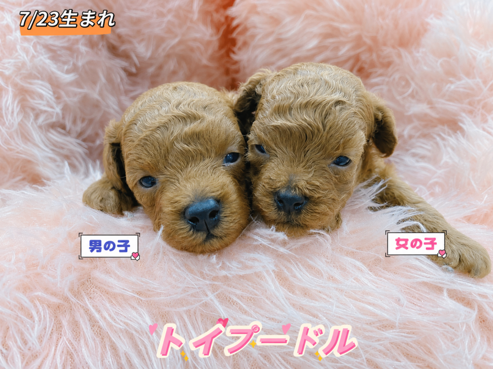 新潟県のトイプードル(トイ) (竹内ペット 新津本店/2026年7月23日生まれ/男の子/レッド)の子犬の1枚目の画像