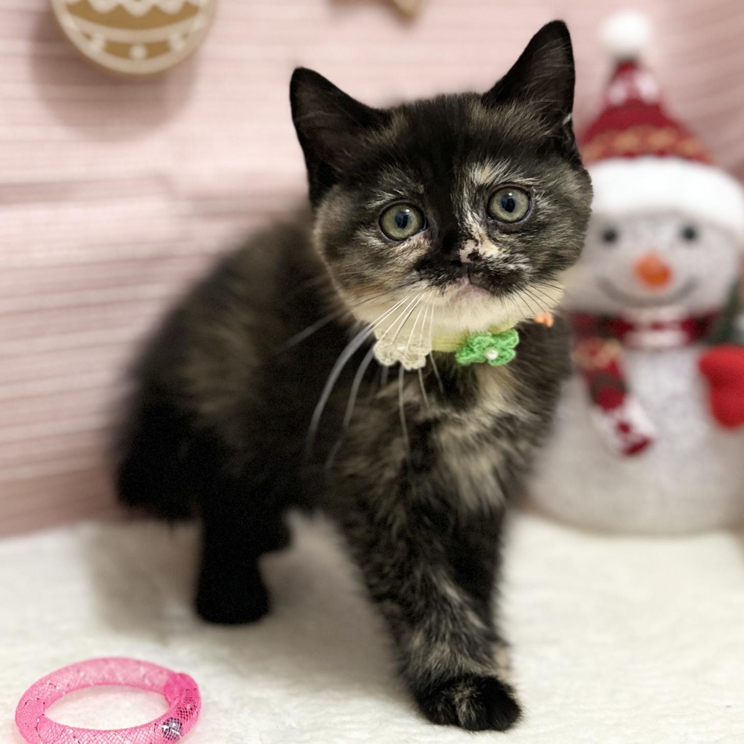 神奈川県のスコティッシュフォールド (にゃんこハウスPAW/2025年9月8日生まれ/女の子/トーティー)の子猫の1枚目の画像