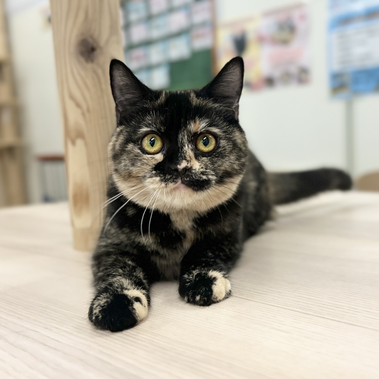 神奈川県のスコティッシュフォールド (にゃんこハウスPAW/2025年9月8日生まれ/女の子/トーティー)の子猫の1枚目の画像