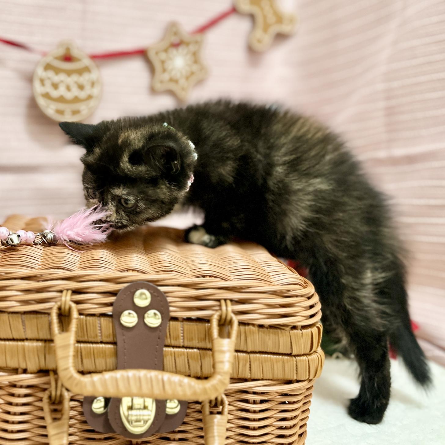 神奈川県のスコティッシュフォールド (にゃんこハウスPAW/2025年9月8日生まれ/女の子/トーティー)の子猫の2枚目の画像