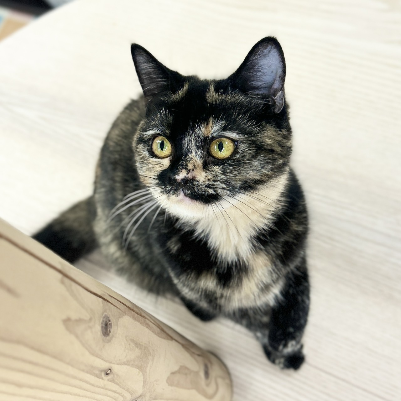 神奈川県のスコティッシュフォールド (にゃんこハウスPAW/2025年9月8日生まれ/女の子/トーティー)の子猫の2枚目の画像