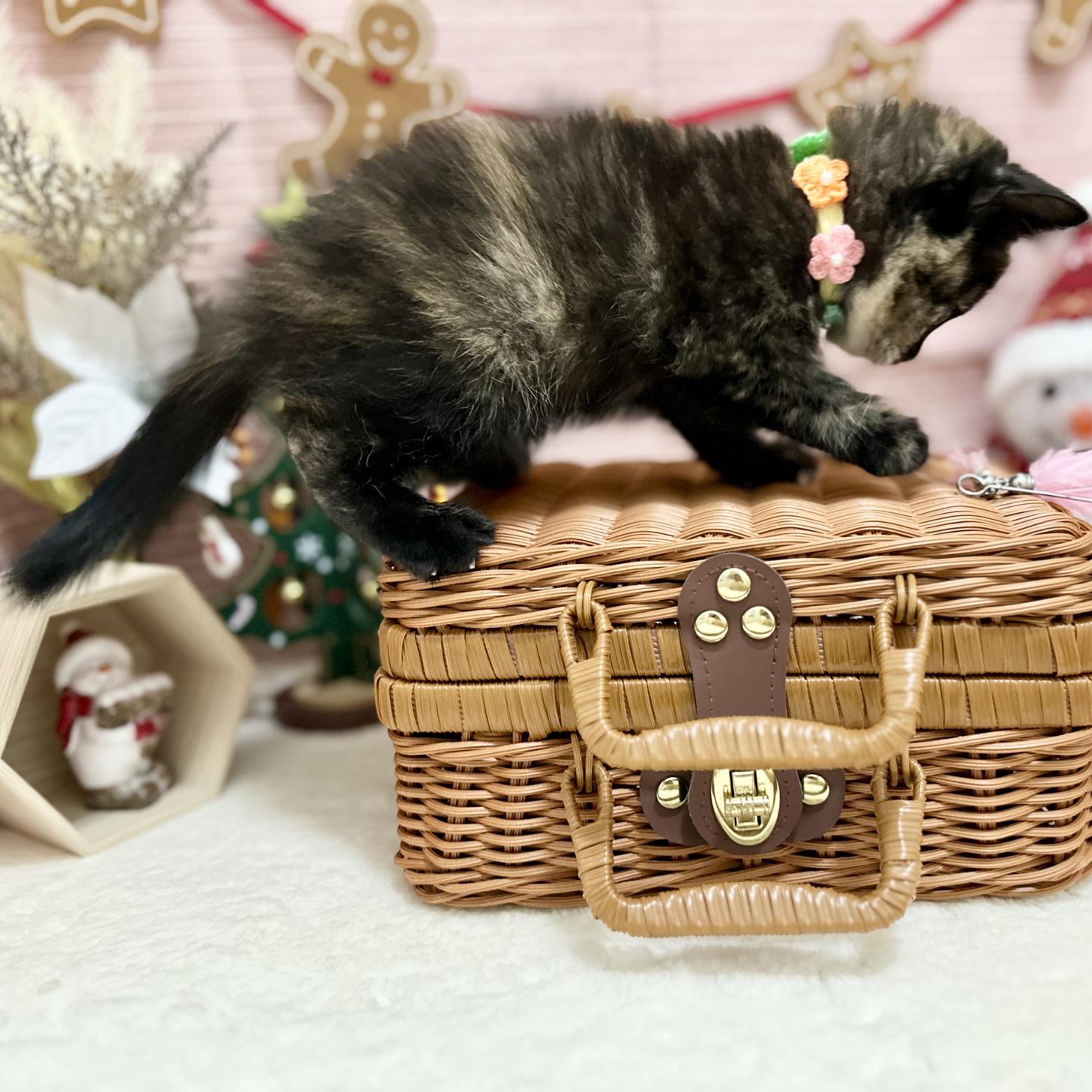 神奈川県のスコティッシュフォールド (にゃんこハウスPAW/2025年9月8日生まれ/女の子/トーティー)の子猫の3枚目の画像