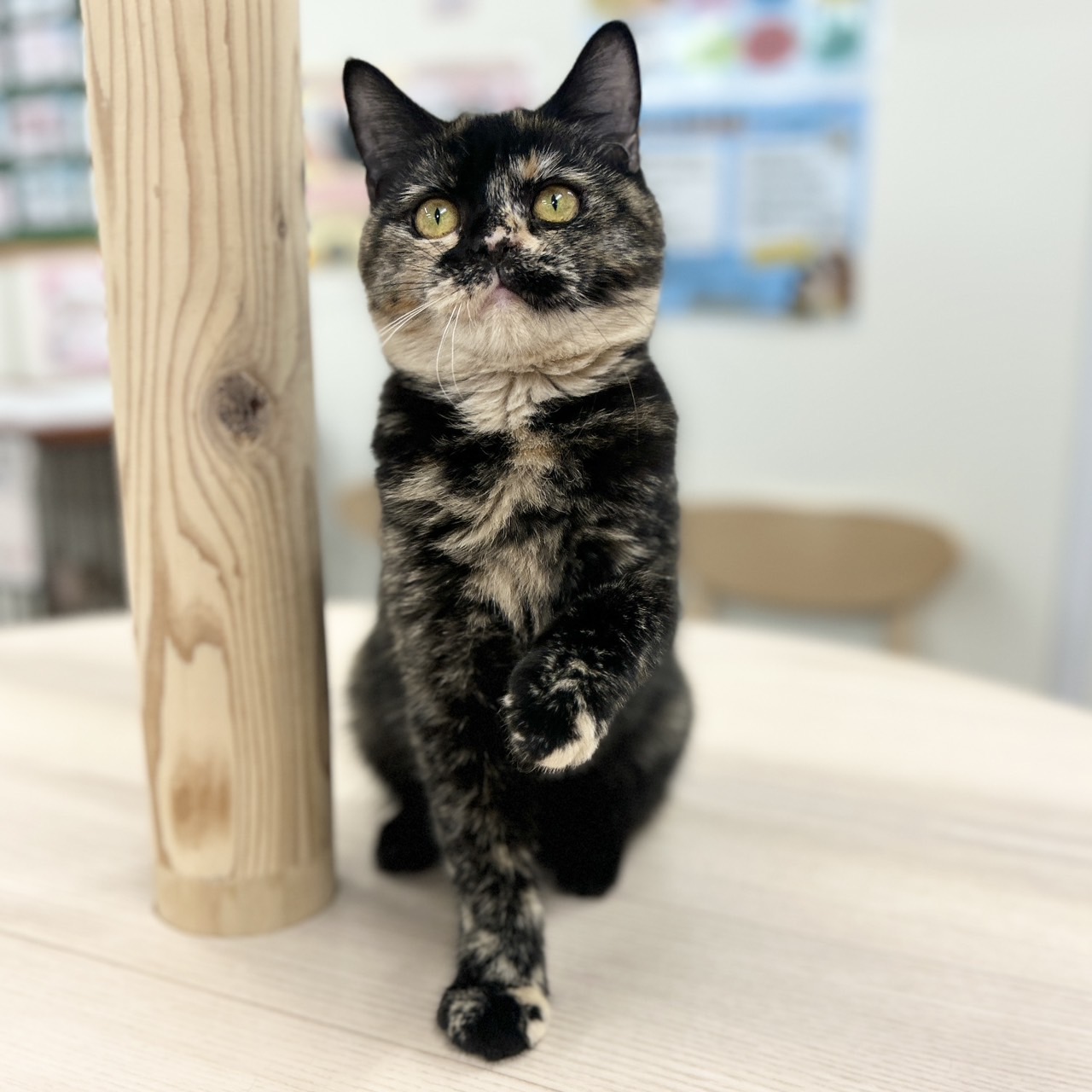 神奈川県のスコティッシュフォールド (にゃんこハウスPAW/2025年9月8日生まれ/女の子/トーティー)の子猫の3枚目の画像