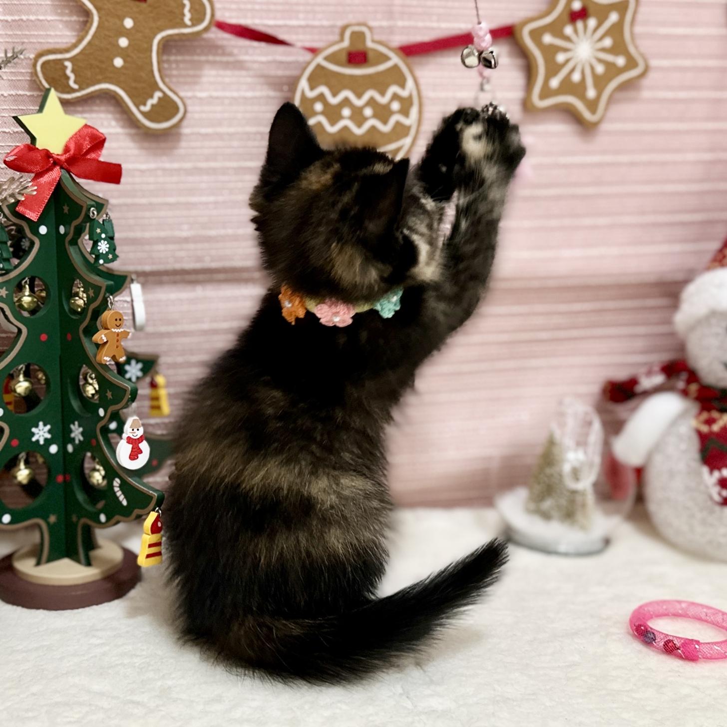 神奈川県のスコティッシュフォールド (にゃんこハウスPAW/2025年9月8日生まれ/女の子/トーティー)の子猫の4枚目の画像