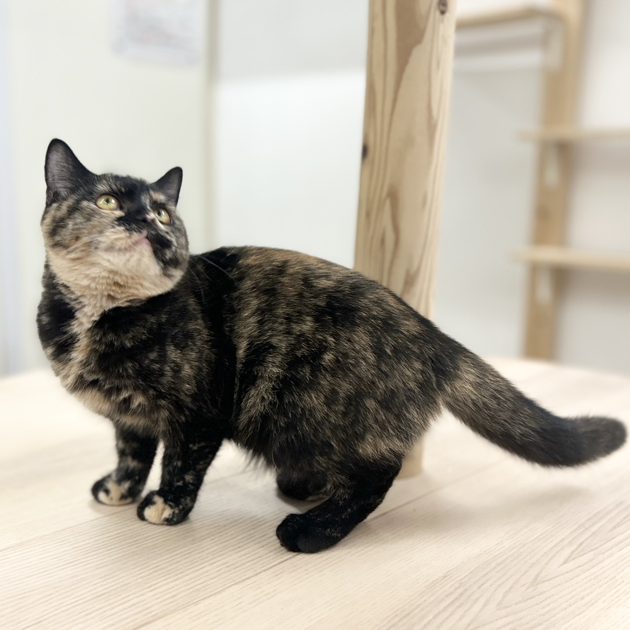 神奈川県のスコティッシュフォールド (にゃんこハウスPAW/2025年9月8日生まれ/女の子/トーティー)の子猫の4枚目の画像