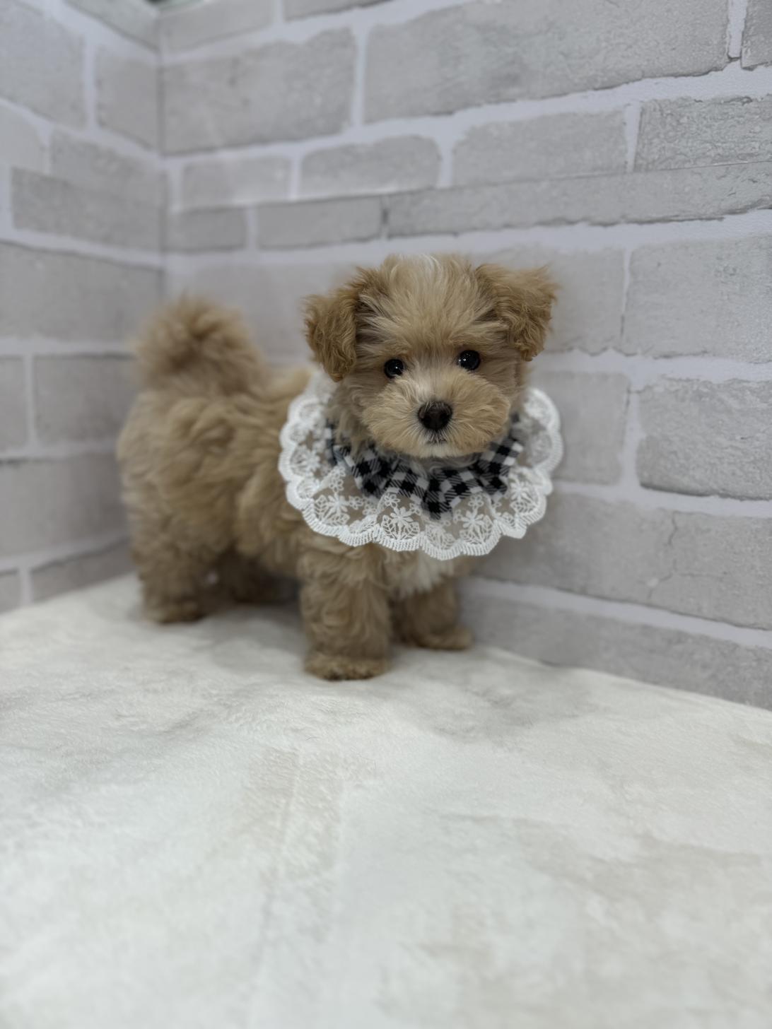 埼玉県のマルプー(マルチーズ×プードル) (PETSHOP FATIS/2024年1月28日生まれ/男の子/アプリコット)の子犬
