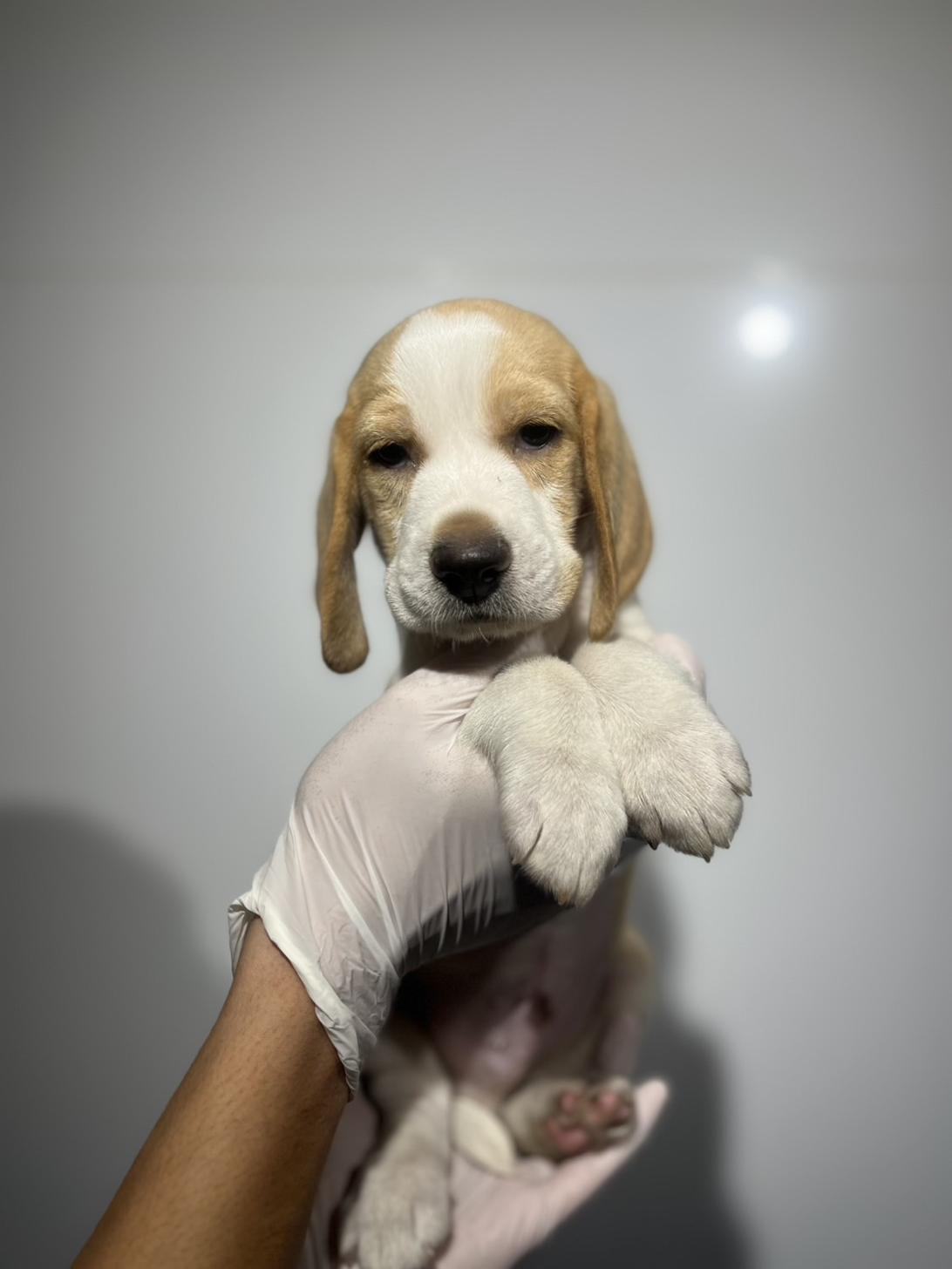 埼玉県のビーグル (ペッツスマイル加須インター店/2025年9月18日生まれ/男の子/レモンホワイト)の子犬の1枚目の画像