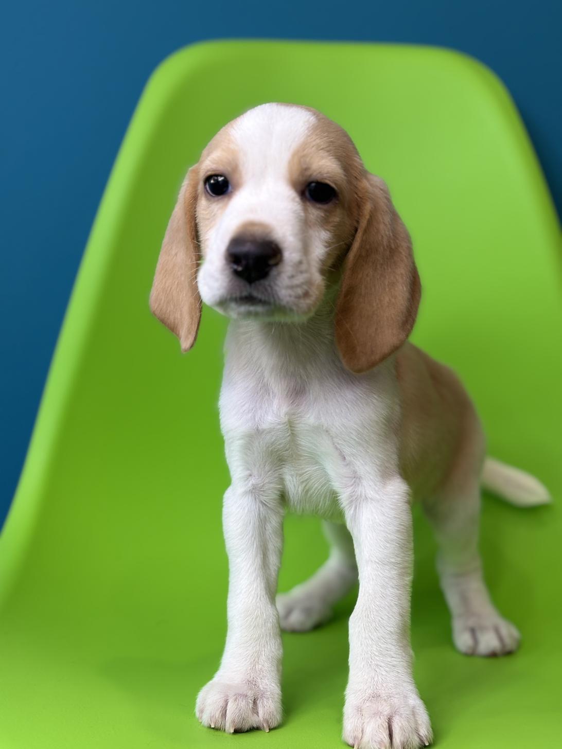 埼玉県のビーグル (ペッツスマイル加須インター店/2025年9月18日生まれ/男の子/レモンホワイト)の子犬の1枚目の画像