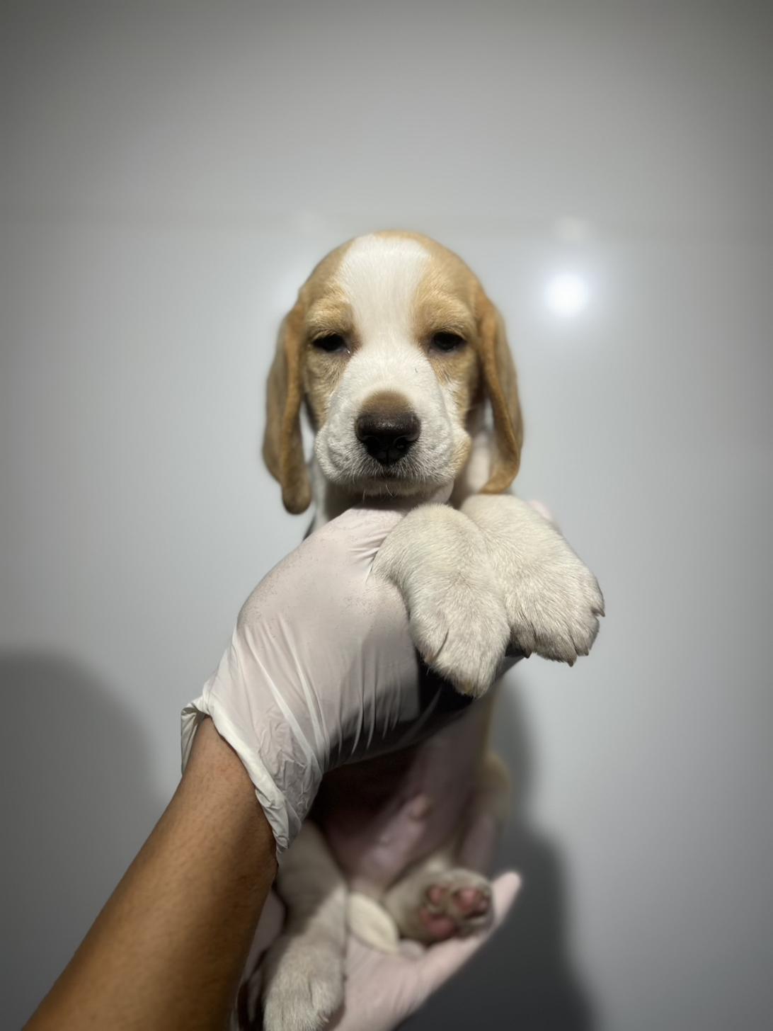 埼玉県のビーグル (ペッツスマイル加須インター店/2025年9月18日生まれ/男の子/レモンホワイト)の子犬の2枚目の画像