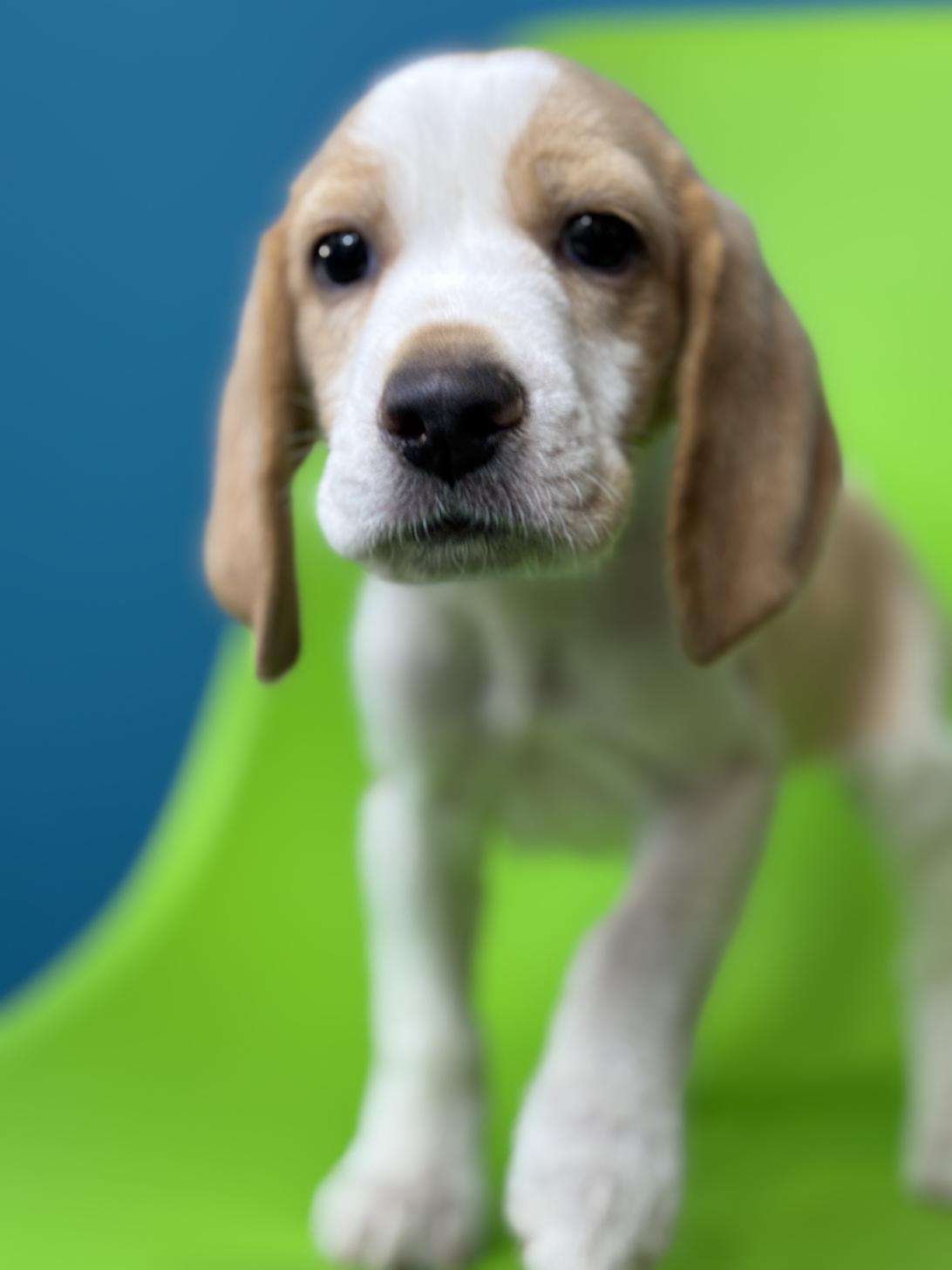 埼玉県のビーグル (ペッツスマイル加須インター店/2025年9月18日生まれ/男の子/レモンホワイト)の子犬の2枚目の画像