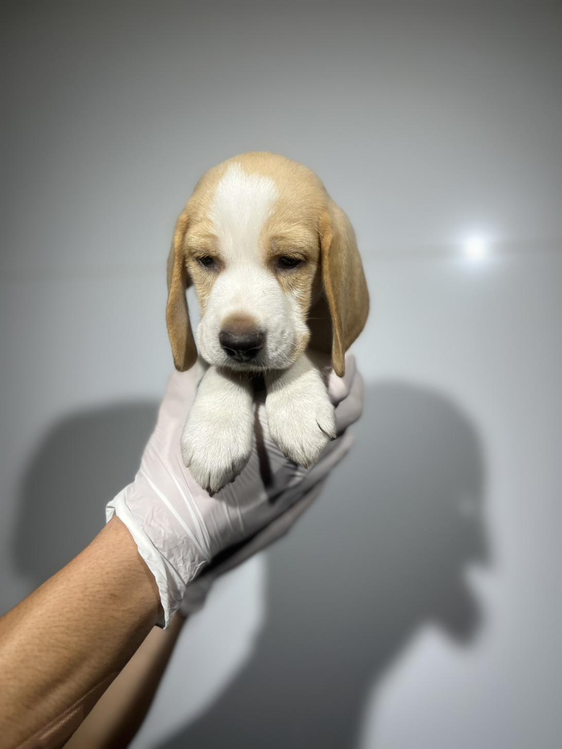 埼玉県のビーグル (ペッツスマイル加須インター店/2025年9月18日生まれ/男の子/レモンホワイト)の子犬の3枚目の画像