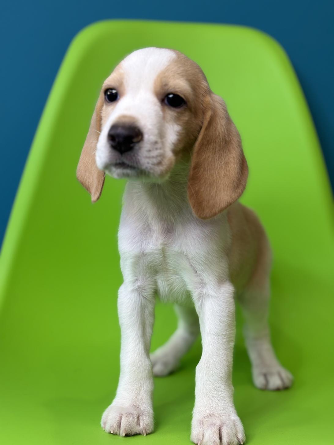 埼玉県のビーグル (ペッツスマイル加須インター店/2025年9月18日生まれ/男の子/レモンホワイト)の子犬の3枚目の画像